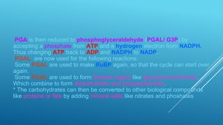 PGA is then reduced to phosphoglyceraldehyde (PGAL/ G3P) by
accepting a phosphate from ATP and a hydrogen electron from NADPH.
Thus changing ATP back to ADP and NADPH to NADP.
PGAL are now used for the following reactions:
Some PGAL are used to make RuBP again, so that the cycle can start over
again.
Some PGAL are used to form hexose sugars like glucose and fructose.
Which combine to form disaccharides and polysaccharides.
* The carbohydrates can then be converted to other biological compounds
like proteins or fats by adding mineral salts like nitrates and phoshates

 