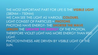 THE MOST IMPORTANT PART FOR LIFE IS THE VISIBLE LIGHT
(380NM – 750NM)
WE CAN SEE THIS LIGHT AS VARIOUS COLOURS.
LIGHT CONSIST OF PARTICLES = PHOTONS
PHOTONS HAVE ENERGY- THE SHORTER THE WAVE
LENGTH THE GREATER THE ENERGY OF THE PHOTON.
THEREFORE VIOLET LIGHT HAS MORE ENERGY THAN RED
LIGHT.
PHOTOSYNTHESIS ARE DRIVEN BY VISIBLE LIGHT OF THE
SUN.

 