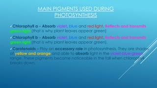 MAIN PIGMENTS USED DURING
PHOTOSYNTHESIS
Chlorophyll

a – Absorb violet, blue and red light. Reflects and transmits
green light (that is why plant leaves appear green)
Chlorophyll

b – Absorb violet, blue and red light. Reflects and transmits
green light (that is why plant leaves appear green).
Carotenoids

– Play an accessory role in photosynthesis. They are shades
of yellow and orange and able to absorb light in the violet-blue-green
range. These pigments become noticeable in the fall when chlorophyll
breaks down.

 