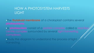 HOW A PHOTOSYSTEM HARVESTS
LIGHT
The

thylakoid membrane of a chroloplast contains several
photosystems.
A

photosystem consist of a protein complex called a reactioncentre complex surrounded by several light harvesting
complexes.
Study

the diagram to understand the process of light
harvesting.

 