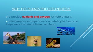 WHY DO PLANTS PHOTOSYNTHESIZE
To

provide nutrients and oxygen for heterotrophs.

Heterotrophs

are dependent on autotrophs, because
they cannot produce there own food.

 