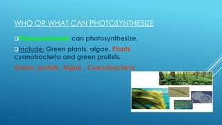 WHO OR WHAT CAN PHOTOSYNTHESIZE
Photoautotrophs

can photosynthesize.

Include:

Green plants, algae, Plants
cyanobacteria and green protists.
Green, protists ,Algae , Cyanobacteria

 