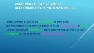 WHAT PART OF THE PLANT IS
RESPONSIBLE FOR PHOTOSYNTHESIS

Photosynthesis
The

occurs in the chloroplasts of plant cells.

chloroplasts are mainly concentrated in the mesophyll cells of leaves.

Chloroplast

contain chlorophyll – green pigment that absorbs sunlight.

Chlorophyll

fill the space in the thylakoid membrane.

 