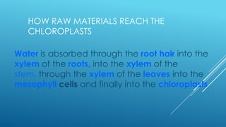 HOW RAW MATERIALS REACH THE
CHLOROPLASTS
Water is absorbed through the root hair into the
xylem of the roots, into the xylem of the
stem, through the xylem of the leaves into the
mesophyll cells and finally into the chloroplasts

 