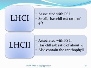 • Associated with PS I
• Small, has chll a/b ratio of
4/1
LHCI
• Associated with PS II
• Has chll a/b ratio of about ½
• A...