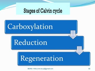 Carboxylation
Reduction
Regeneration
BEIRA HAILU bh.bio.pl@gmail.com 60
 