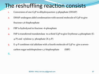 The reshuffling reaction consists
1. Conversion of one G3P to dihydroyaceton-3-phpsphate (DHAP)
2. DHAP undergoes aldol co...