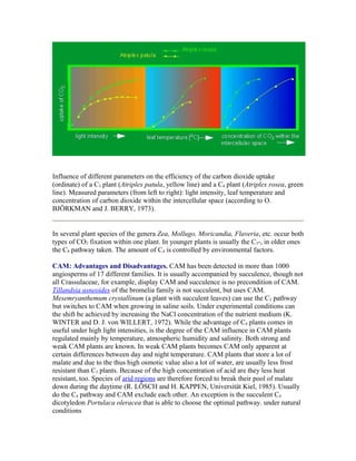 Influence of different parameters on the efficiency of the carbon dioxide uptake
(ordinate) of a C3 plant (Atriplex patula, yellow line) and a C4 plant (Atriplex rosea, green
line). Measured parameters (from left to right): light intensity, leaf temperature and
concentration of carbon dioxide within the intercellular space (according to O.
BJÖRKMAN and J. BERRY, 1973).
In several plant species of the genera Zea, Mollugo, Moricandia, Flaveria, etc. occur both
types of CO2 fixation within one plant. In younger plants is usually the C3-, in older ones
the C4 pathway taken. The amount of C4 is controlled by environmental factors.
CAM: Advantages and Disadvantages. CAM has been detected in more than 1000
angiosperms of 17 different families. It is usually accompanied by succulence, though not
all Crassulaceae, for example, display CAM and succulence is no precondition of CAM.
Tillandsia usneoides of the bromelia family is not succulent, but uses CAM.
Mesemryanthemum crystallinum (a plant with succulent leaves) can use the C3 pathway
but switches to CAM when growing in saline soils. Under experimental conditions can
the shift be achieved by increasing the NaCl concentration of the nutrient medium (K.
WINTER and D. J. von WILLERT, 1972). While the advantage of C4 plants comes in
useful under high light intensities, is the degree of the CAM influence in CAM plants
regulated mainly by temperature, atmospheric humidity and salinity. Both strong and
weak CAM plants are known. In weak CAM plants becomes CAM only apparent at
certain differences between day and night temperature. CAM plants that store a lot of
malate and due to the thus high osmotic value also a lot of water, are usually less frost
resistant than C3 plants. Because of the high concentration of acid are they less heat
resistant, too. Species of arid regions are therefore forced to break their pool of malate
down during the daytime (R. LÖSCH and H. KAPPEN, Universität Kiel, 1985). Usually
do the C4 pathway and CAM exclude each other. An exception is the succulent C4
dicotyledon Portulaca oleracea that is able to choose the optimal pathway. under natural
conditions
 