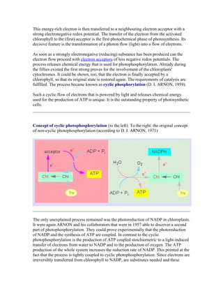 This energy-rich electron is then transferred to a neighbouring electron acceptor with a
strong electronegative redox potential. The transfer of the electron from the activated
chlorophyll to the (first) acceptor is the first photochemical phase of photosynthesis. Its
decisive feature is the transformation of a photon flow (light) into a flow of electrons.
As soon as a strongly electronegative (reducing) substance has been produced can the
electron flow proceed with electron acceptors of less negative redox potentials. The
process releases chemical energy that is used for photophosphorylation. Already during
the fifties existed the first strong proves for the involvement of the chloroplasts'
cytochromes. It could be shown, too, that the electron is finally accepted by a
chlorophyll, so that its original state is restored again. The requirements of catalysis are
fulfilled. The process became known as cyclic phosphorylation (D. I. ARNON, 1959).
Such a cyclic flow of electrons that is powered by light and releases chemical energy
used for the production of ATP is unique. It is the outstanding property of photosynthetic
cells.
Concept of cyclic photophosphorylation (to the left). To the right: the original concept
of non-cyclic photophosphorylation (according to D. I. ARNON, 1971)
The only unexplained process remained was the photoreduction of NADP in chloroplasts.
It were again ARNON and his collaborators that were in 1957 able to discover a second
part of photophosphorylation. They could prove experimentally that the photoreduction
of NADP and the synthesis of ATP are coupled. In contrast to the cyclic
photophosphorylation is the production of ATP coupled stoichiometric to a light-induced
transfer of electrons from water to NADP and to the production of oxygen. The ATP
production of the whole system increases the reduction rate of NADP. This pointed at the
fact that the process is tightly coupled to cyclic photophosphorylation. Since electrons are
irreversibly transferred from chlorophyll to NADP, are substitutes needed and these
 