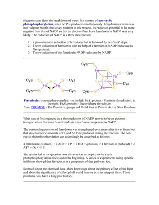 electrons stem from the breakdown of water. It is spoken of non-cyclic
photophosphorylation, since ATP is produced simultaneously. Ferredoxin (a heme-less
iron-sulphur protein) has a key position in this process. Its reduction potential is far more
negative than that of NADP so that an electron flow from ferredoxin to NADP was very
likely. The reduction of NADP is a three step reaction:
1. a photochemical reduction of ferredoxin that is followed by two 'dark' steps.
2. The re-oxidation of ferredoxin with the help of a ferredoxin-NADP-reductase (a
flavoprotein).
3. The re-oxidation of the ferredoxin-NADP-reductase by NADP.
Ferredoxin: Iron-sulphur-complex: - to the left: Fe2S2 protein - Planttype ferredoxins , to
the right: Fe4S4 proteins - Bacterialtype ferredoxins
from: PROMISE - The Prosthetic groups and Metal Ions in Protein Active Sites Database
What was at first regarded as a photoreduction of NADP proved to be an electron
transport chain that runs from ferredoxin via a flavin component to NADP.
The outstanding position of ferredoxin was strengthened even more after it was found out
that stoichiometric amounts of O2 and ATP are produced during the reaction. The non-
cyclic photophosphorylation can accordingly be described as follows:
4 ferredoxin (oxidized) + 2 ADP + 2 Pi + 2 H2O > (photons) > 4 ferredoxin (reduced) + 2
ATP + O2 + 4 H+
.
The results led to the question how this reaction is coupled to the cyclic
photophosphorylation discussed at the beginning. A series of experiments using specific
inhibitors showed that ferredoxin is a component of that pathway, too.
So much about the chemical data. More knowledge about the primary effect of the light
and about the significance of chlorophyll would have to exist to interpret them. These
problems, too, have a long past history.
 