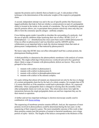 separate the proteins and to identify them as bands in a gel. A side product of this
technique is the determination of the molecular weights of the respective polypeptide
chain.
A second, independent attempt was and is the use of specific probes like fluorescence-
tagged antibodies that help to find out whether a certain protein (or part of a polypeptide
chain) is located at the inside or the outside of a membrane. The use of antibodies against
specific proteins allows, too, to precipitate these proteins selectively since only they are
able to form the extremely specific antigen - antibody complex.
Cross-linking agents render it possible to elucidate the surrounding of a molecule. And
the use of specific inhibitors helps localizing their site of effect. DCMU [3-(3', 4' -
dichlorphenyl) - 1,1 - dimethylurea] has since years been used to inhibit photosystem II.
It has no effect on photosystem I and was therefore used by ARNON and his
collaborators as an important help to study the electron transport chain that starts at
photosystem I independently of that induced by photosystem II.
We know today that DCMU does not effect chlorophyll itself but a certain protein, the
plastoquinone-binding protein.
A third possibility to characterize the photosynthetic membrane is the analysis of certain
mutants. The single-celled alga Chlamydomonas reinhardii proved to be a good test
object. Quite a range of mutants with photosynthetic defects are known. They can be
grouped in four classes:
1. mutants with a defect in photosystem I,
2. mutants with a defect in photosystem II,
3. mutants with a defect in photophosphorylation and
4. mutants with a defect in the antenna complex.
It is quite striking that almost all mutants are characterized not only by the loss or change
of a certain polypeptide chain but by the lack of a whole complex, for example that of PS
I. It seems therefore as if the mutations would lead to pleiotropic effects. Or, expressed
differently: when a polypeptide chain is changed or missing does the assembly of the
other polypeptide chains not work any more. This observation shows how tight the
interactions between the single polypeptide chains are and how important they are for
their mutual co-operation.
A further and not less important technique is electron microscopy usually used in
combination with freeze-etching.
The sequencing of membrane proteins remains difficult. And yet, the sequences of most
proteins involved in photosynthesis could be determined during the last years via the
sequencing of their respective genes. The most remarkable outcome of this work is that
these proteins contain (just like proteins of animal or bacterial membranes, too) a large
portion of alpha - helices. The lengths of the helices corresponds to the thickness of the
 