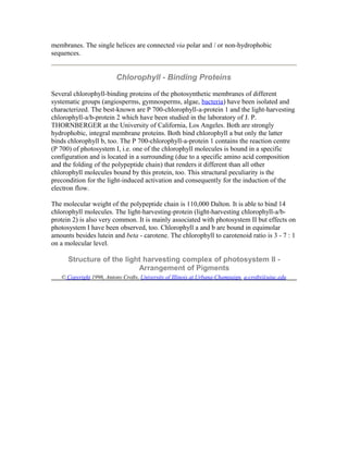 membranes. The single helices are connected via polar and / or non-hydrophobic
sequences.
Chlorophyll - Binding Proteins
Several chlorophyll-binding proteins of the photosynthetic membranes of different
systematic groups (angiosperms, gymnosperms, algae, bacteria) have been isolated and
characterized. The best-known are P 700-chlorophyll-a-protein 1 and the light-harvesting
chlorophyll-a/b-protein 2 which have been studied in the laboratory of J. P.
THORNBERGER at the University of California, Los Angeles. Both are strongly
hydrophobic, integral membrane proteins. Both bind chlorophyll a but only the latter
binds chlorophyll b, too. The P 700-chlorophyll-a-protein 1 contains the reaction centre
(P 700) of photosystem I, i.e. one of the chlorophyll molecules is bound in a specific
configuration and is located in a surrounding (due to a specific amino acid composition
and the folding of the polypeptide chain) that renders it different than all other
chlorophyll molecules bound by this protein, too. This structural peculiarity is the
precondition for the light-induced activation and consequently for the induction of the
electron flow.
The molecular weight of the polypeptide chain is 110,000 Dalton. It is able to bind 14
chlorophyll molecules. The light-harvesting-protein (light-harvesting chlorophyll-a/b-
protein 2) is also very common. It is mainly associated with photosystem II but effects on
photosystem I have been observed, too. Chlorophyll a and b are bound in equimolar
amounts besides lutein and beta - carotene. The chlorophyll to carotenoid ratio is 3 - 7 : 1
on a molecular level.
Structure of the light harvesting complex of photosystem II -
Arrangement of Pigments
© Copyright 1996, Antony Crofts, University of Illinois at Urbana-Champaign, a-crofts@uiuc.edu
 