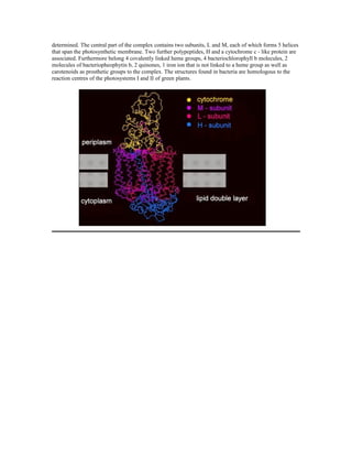 determined. The central part of the complex contains two subunits, L and M, each of which forms 5 helices
that span the photosynthetic membrane. Two further polypeptides, H and a cytochrome c - like protein are
associated. Furthermore belong 4 covalently linked heme groups, 4 bacteriochlorophyll b molecules, 2
molecules of bacteriopheophytin b, 2 quinones, 1 iron ion that is not linked to a heme group as well as
carotenoids as prosthetic groups to the complex. The structures found in bacteria are homologous to the
reaction centres of the photosystems I and II of green plants.
 