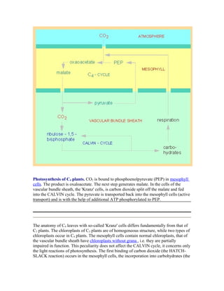 Photosynthesis of C4 plants. CO2 is bound to phosphoenolpyruvate (PEP) in mesophyll
cells. The product is oxaloacetate. The next step generates malate. In the cells of the
vascular bundle sheath, the 'Kranz' cells, is carbon dioxide split off the malate and fed
into the CALVIN cycle. The pyruvate is transported back into the mesophyll cells (active
transport) and is with the help of additional ATP phosphorylated to PEP.
The anatomy of C4 leaves with so-called 'Kranz' cells differs fundamentally from that of
C3 plants. The chloroplasts of C3 plants are of homogeneous structure, while two types of
chloroplasts occur in C4 plants. The mesophyll cells contain normal chloroplasts, that of
the vascular bundle sheath have chloroplasts without grana , i.e. they are partially
impaired in function. This peculiarity does not affect the CALVIN cycle, it concerns only
the light reactions of photosynthesis. The first binding of carbon dioxide (the HATCH-
SLACK reaction) occurs in the mesophyll cells, the incorporation into carbohydrates (the
 