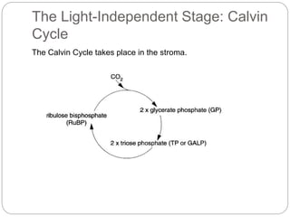 The Light-Independent Stage: Calvin 
Cycle 
The Calvin Cycle takes place in the stroma. 
 