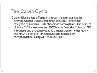 The Calvin Cycle 
(Carbon Dioxide has diffused in through the stomata into the 
stroma). Carbon Dioxide combines with RuBP and this is 
catalysed by Rubisco. RuBP becomes carboxylated. The product 
of this is 2 GP molecules and CO2 is now fixed (by Rubisco). GP 
is reduced and phosphorylated to 2 molecules of TP using ATP 
and NADP. 5 out of 6 TP molecules are recycled by 
phosphorylation, using ATP, to form RuBP. 
 