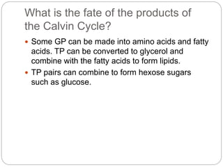 What is the fate of the products of 
the Calvin Cycle? 
 Some GP can be made into amino acids and fatty 
acids. TP can be converted to glycerol and 
combine with the fatty acids to form lipids. 
 TP pairs can combine to form hexose sugars 
such as glucose. 
 