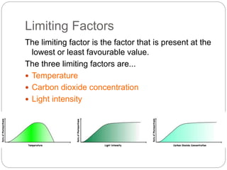 Limiting Factors 
The limiting factor is the factor that is present at the 
lowest or least favourable value. 
The three limiting factors are... 
 Temperature 
 Carbon dioxide concentration 
 Light intensity 
 
