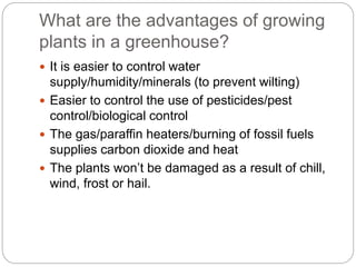 What are the advantages of growing 
plants in a greenhouse? 
 It is easier to control water 
supply/humidity/minerals (to prevent wilting) 
 Easier to control the use of pesticides/pest 
control/biological control 
 The gas/paraffin heaters/burning of fossil fuels 
supplies carbon dioxide and heat 
 The plants won’t be damaged as a result of chill, 
wind, frost or hail. 
 
