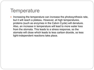 Temperature 
 Increasing the temperature can increase the photosynthesis rate, 
but it will reach a plateau. However, at high temperatures, 
proteins (such as enzymes in the Calvin Cycle) will denature. 
Also, an increase in temperature will lead to more water loss 
from the stomata. This leads to a stress response, so the 
stomata will close which leads to less carbon dioxide, so less 
light-independent reactions take place. 
 