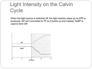 Light Intensity on the Calvin 
Cycle 
When the light source is switched off, the light reaction stops so no ATP is 
produced. GP isn’t converted to TP so it builds up and instead, RuBP is 
used to form GP. 
 