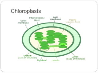 Chloroplasts 
 