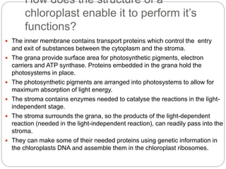 How does the structure of a 
chloroplast enable it to perform it’s 
functions? 
 The inner membrane contains transport proteins which control the entry 
and exit of substances between the cytoplasm and the stroma. 
 The grana provide surface area for photosynthetic pigments, electron 
carriers and ATP synthase. Proteins embedded in the grana hold the 
photosystems in place. 
 The photosynthetic pigments are arranged into photosystems to allow for 
maximum absorption of light energy. 
 The stroma contains enzymes needed to catalyse the reactions in the light-independent 
stage. 
 The stroma surrounds the grana, so the products of the light-dependent 
reaction (needed in the light-independent reaction), can readily pass into the 
stroma. 
 They can make some of their needed proteins using genetic information in 
the chloroplasts DNA and assemble them in the chloroplast ribosomes. 
 