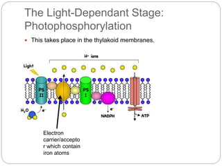 The Light-Dependant Stage: 
Photophosphorylation 
 This takes place in the thylakoid membranes. 
Electron 
carrier/accepto 
r which contain 
iron atoms 
 