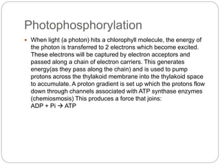 Photophosphorylation 
 When light (a photon) hits a chlorophyll molecule, the energy of 
the photon is transferred to 2 electrons which become excited. 
These electrons will be captured by electron acceptors and 
passed along a chain of electron carriers. This generates 
energy(as they pass along the chain) and is used to pump 
protons across the thylakoid membrane into the thylakoid space 
to accumulate. A proton gradient is set up which the protons flow 
down through channels associated with ATP synthase enzymes 
(chemiosmosis) This produces a force that joins: 
ADP + Pi  ATP 
 