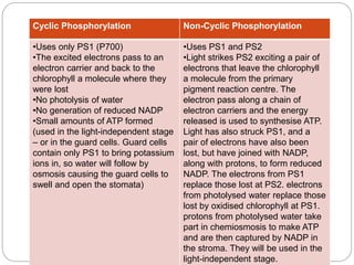 Cyclic Phosphorylation Non-Cyclic Phosphorylation 
•Uses only PS1 (P700) 
•The excited electrons pass to an 
electron carrier and back to the 
chlorophyll a molecule where they 
were lost 
•No photolysis of water 
•No generation of reduced NADP 
•Small amounts of ATP formed 
(used in the light-independent stage 
– or in the guard cells. Guard cells 
contain only PS1 to bring potassium 
ions in, so water will follow by 
osmosis causing the guard cells to 
swell and open the stomata) 
•Uses PS1 and PS2 
•Light strikes PS2 exciting a pair of 
electrons that leave the chlorophyll 
a molecule from the primary 
pigment reaction centre. The 
electron pass along a chain of 
electron carriers and the energy 
released is used to synthesise ATP. 
Light has also struck PS1, and a 
pair of electrons have also been 
lost, but have joined with NADP, 
along with protons, to form reduced 
NADP. The electrons from PS1 
replace those lost at PS2. electrons 
from photolysed water replace those 
lost by oxidised chlorophyll at PS1. 
protons from photolysed water take 
part in chemiosmosis to make ATP 
and are then captured by NADP in 
the stroma. They will be used in the 
light-independent stage. 
 