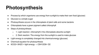 Photosynthesis
● Process by which organisms use energy from sunlight to make their own food (glucose)
● Glucose is a simple sugar
● Photosynthesis occurs in the chloroplasts of plant cells and some bacteria
● Chloroplasts have a green pigment called chlorophyll
● Steps of photosynthesis
o 1. Light reaction: chlorophyll in the chloroplasts absorbs sunlight
o 2. Dark reaction: The energy from the sunlight is used to make glucose
● Light energy is completely changed into chemical energy (glucose)
● Chemical equation for photosynthesis
● 6CO2+ 6H2O + light energy → C6H12O6+ O2
 