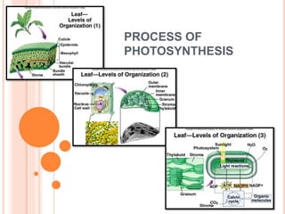 PROCESS OF
PHOTOSYNTHESIS
 