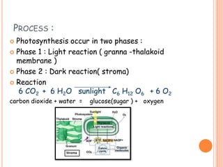 PROCESS :
 Photosynthesis occur in two phases :
 Phase 1 : Light reaction ( granna -thalakoid
membrane )
 Phase 2 : Dark reaction( stroma)
 Reaction
6 CO2 + 6 H2O sunlight C6 H12 O6 + 6 O2
carbon dioxide + water = glucose(sugar ) + oxygen
 