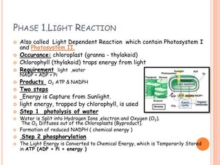 PHASE 1.LIGHT REACTION
 Also called Light Dependent Reaction which contain Photosystem I
and Photosystem II.
 Occurance: chloroplast (granna - thylakoid)
 Chlorophyll (thylakoid) traps energy from light
 Requirement light ,water
NADP + ADP + Pi
 Products O2 ATP & NADPH
 Two steps
 Energy is Capture from Sunlight.
 light energy, trapped by chlorophyll, is used
 Step 1 photolysis of water
 Water is Split into Hydrogen Ions ,electron and Oxygen (O2).
The O2 Diffuses out of the Chloroplasts (Byproduct).
 Formation of reduced NADPH ( chemical energy )
 Step 2 phosphorylation
 The Light Energy is Converted to Chemical Energy, which is Temporarily Stored
in ATP (ADP + Pi + energy )
 
