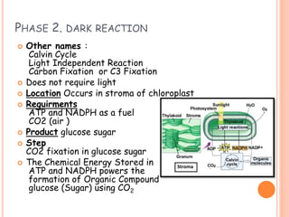 PHASE 2. DARK REACTION
 Other names :
Calvin Cycle
Light Independent Reaction
Carbon Fixation or C3 Fixation
 Does not require light
 Location Occurs in stroma of chloroplast
 Requirments
ATP and NADPH as a fuel
CO2 (air )
 Product glucose sugar
 Step
CO2 fixation in glucose sugar
 The Chemical Energy Stored in
ATP and NADPH powers the
formation of Organic Compound
glucose (Sugar) using CO2
 