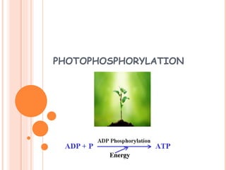 PHOTOPHOSPHORYLATION
 