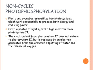 NON-CYCLIC
PHOTOPHOSPHORYLATION
 Plants and cyanobacteria utilize two photosystems
which work sequentially to produce both energy and
reducing power.
 First, a photon of light ejects a high electron from
photosystem II.
 The electron lost from photosystem II does not return
to photosystem II, but is replaced by an electron
generated from the enzymatic splitting of water and
the release of oxygen.
 