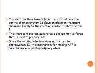  The electron then travels from the excited reaction
centre of photosystem II down an electron transport
chain and finally to the reaction centre of photosystem
I.
 This transport system generates a photon motive force
that is used to produce ATP.
 Since the excited electron does not return to
photosystem II, this mechanism for making ATP is
called non-cyclic photophosphorylation.
 