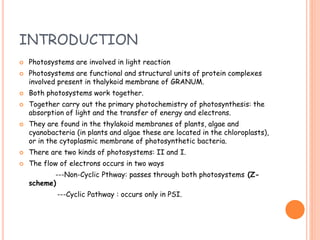 INTRODUCTION
 Photosystems are involved in light reaction
 Photosystems are functional and structural units of protein complexes
involved present in thalykoid membrane of GRANUM.
 Both photosystems work together.
 Together carry out the primary photochemistry of photosynthesis: the
absorption of light and the transfer of energy and electrons.
 They are found in the thylakoid membranes of plants, algae and
cyanobacteria (in plants and algae these are located in the chloroplasts),
or in the cytoplasmic membrane of photosynthetic bacteria.
 There are two kinds of photosystems: II and I.
 The flow of electrons occurs in two ways
---Non-Cyclic Pthway: passes through both photosystems (Z-
scheme)
---Cyclic Pathway : occurs only in PSI.
 