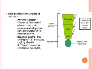  Each photosystem consists of
two parts:
 Antenna Complex :
Cluster of Chlorophyll
a,b and carotenoid
molecules which gather
light ad transfer it to
reaction centre.
 Reaction Centre: Has
chlorophyll "a" molecules
slightly slightly
different from other
chlorophyll molecules.
 