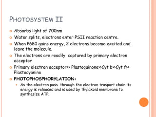 PHOTOSYSTEM II
 Absorbs light of 700nm
 Water splits, electrons enter PSII reaction centre.
 When P680 gains energy, 2 electrons become excited and
leave the molecule.
 The electrons are readily captured by primary electron
acceptor
 Primary electron acceptor>> Plastoquinone>>Cyt b>>Cyt f>>
Plastocyanine
 PHOTOPHOSPHORYLATION:
 As the electron pass through the electron trasport chain its
energy is released and is used by thylakoid membrane to
synthesize ATP.
 