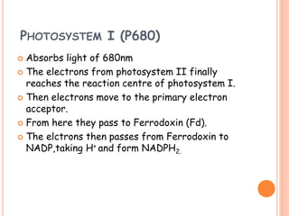 PHOTOSYSTEM I (P680)
 Absorbs light of 680nm
 The electrons from photosystem II finally
reaches the reaction centre of photosystem I.
 Then electrons move to the primary electron
acceptor.
 From here they pass to Ferrodoxin (Fd).
 The elctrons then passes from Ferrodoxin to
NADP,taking H+ and form NADPH2.
 