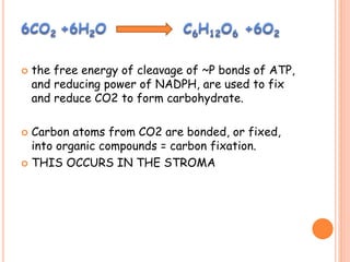  the free energy of cleavage of ~P bonds of ATP,
and reducing power of NADPH, are used to fix
and reduce CO2 to form carbohydrate.
 Carbon atoms from CO2 are bonded, or fixed,
into organic compounds = carbon fixation.
 THIS OCCURS IN THE STROMA
 