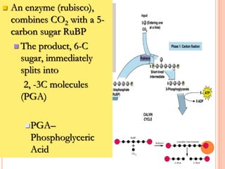  An enzyme (rubisco),
combines CO2 with a 5-
carbon sugar RuBP
 The product, 6-C
sugar, immediately
splits into
2, -3C molecules
(PGA)
PGA–
Phosphoglyceric
Acid
 