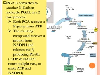 PGA is converted to
another 3- Carbon
molecule PGAL in a 2
part process:
 Each PGA receives a
P group from ATP
 The resulting
compound receives a
proton from
NADPH and
releases the P,
producing PGAL
( ADP & NADP+
return to light rxn., to
make ATP and
NADPH)
 