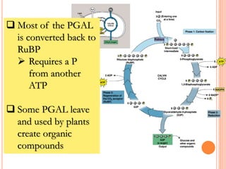  Most of the PGAL
is converted back to
RuBP
 Requires a P
from another
ATP
 Some PGAL leave
and used by plants
create organic
compounds
 