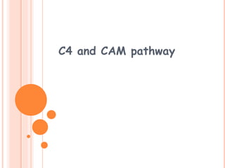 C4 and CAM pathway
 