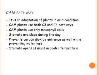 CAM PATHWAY
 It is an adaptation of plants in arid condition
 CAM plants use both C3 and C4 pathways
 CAM plants use only mesophyll cells
 Stomata are close during the day
 Prevents carbon dioxide entrance as well while
preventing water loss
 Stomata opens at night in cooler temprature
 
