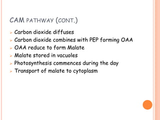 CAM PATHWAY (CONT.)
 Carbon dioxide diffuses
 Carbon dioxide combines with PEP forming OAA
 OAA reduce to form Malate
 Malate stored in vacuoles
 Photosynthesis commences during the day
 Transport of malate to cytoplasm
 
