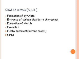 CAM PATHWAY(CONT.)
 Formation of pyruvate
 Entrance of carbon dioxide to chloroplast
 Formation of starch
 Example :
 Fleshy succulants (stone crops )
 ferns
 